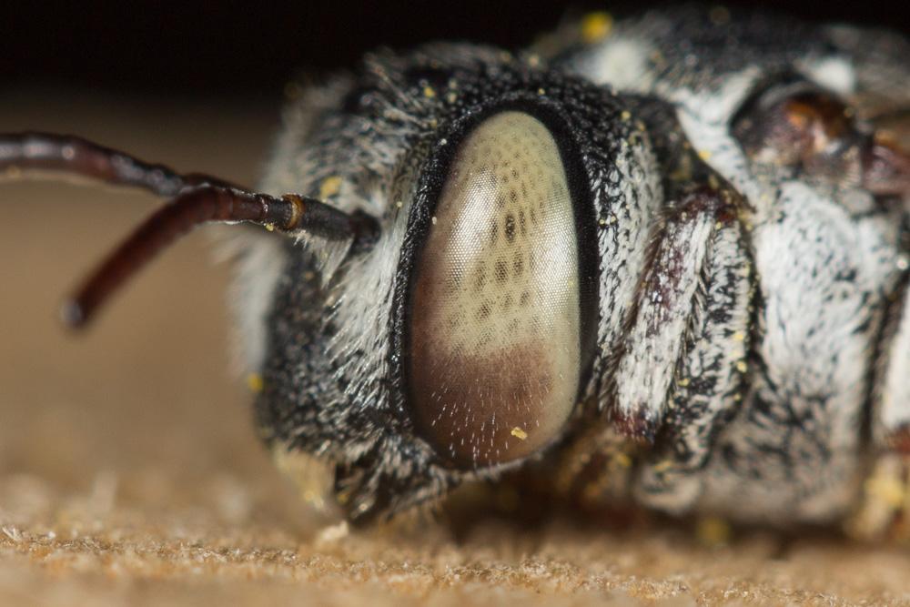  Coelioxys caudata Spinola, 1838