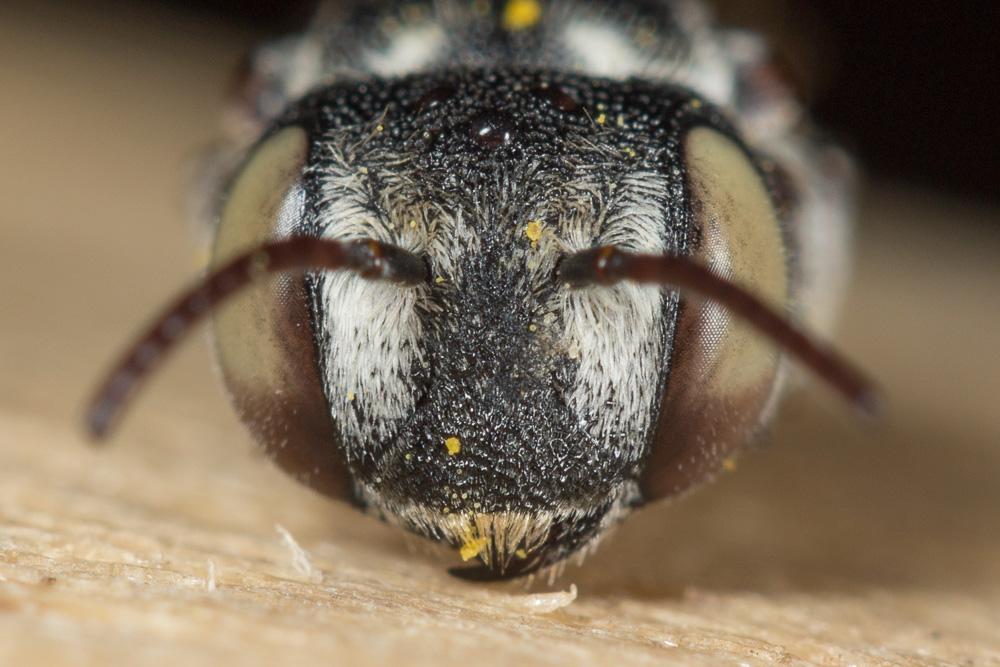 Coelioxys caudata Spinola, 1838