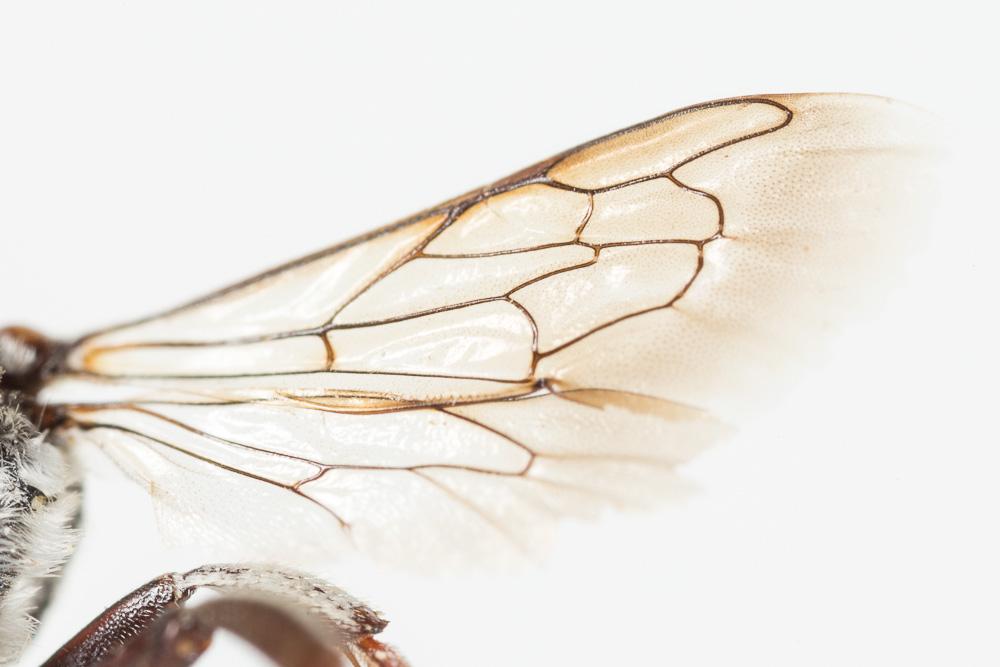 Coelioxys caudata Spinola, 1838