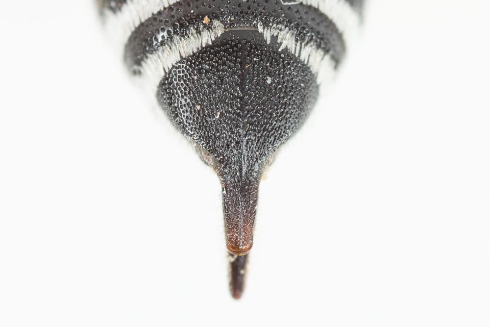  Coelioxys caudata Spinola, 1838