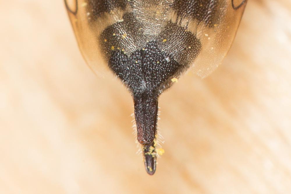 Coelioxys caudata Spinola, 1838