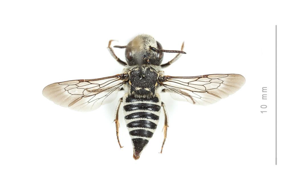  Coelioxys obtusa Pérez, 1884