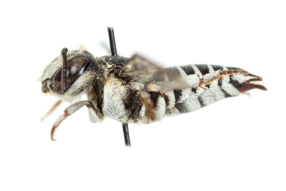  Coelioxys obtusa Pérez, 1884