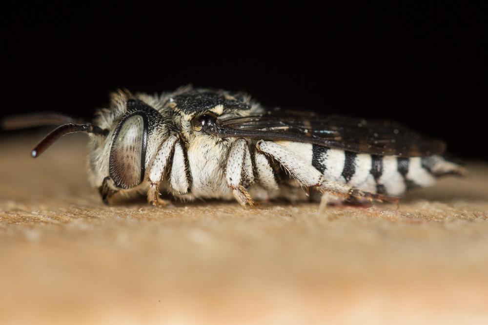 Coelioxys obtusa Pérez, 1884