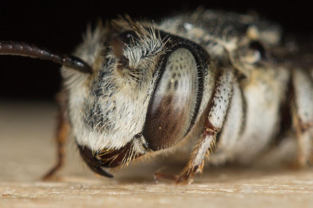 Coelioxys obtusa Pérez, 1884