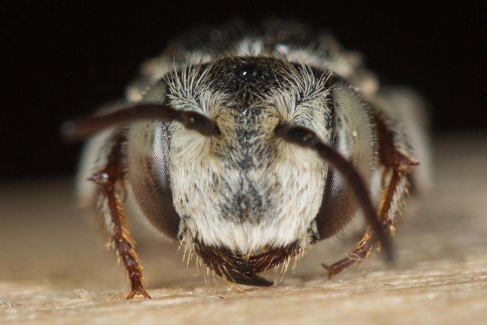 Coelioxys obtusa Pérez, 1884
