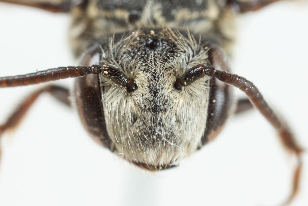  Coelioxys obtusa Pérez, 1884
