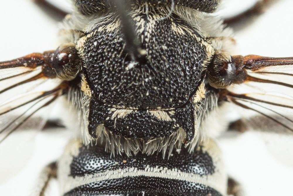  Coelioxys obtusa Pérez, 1884