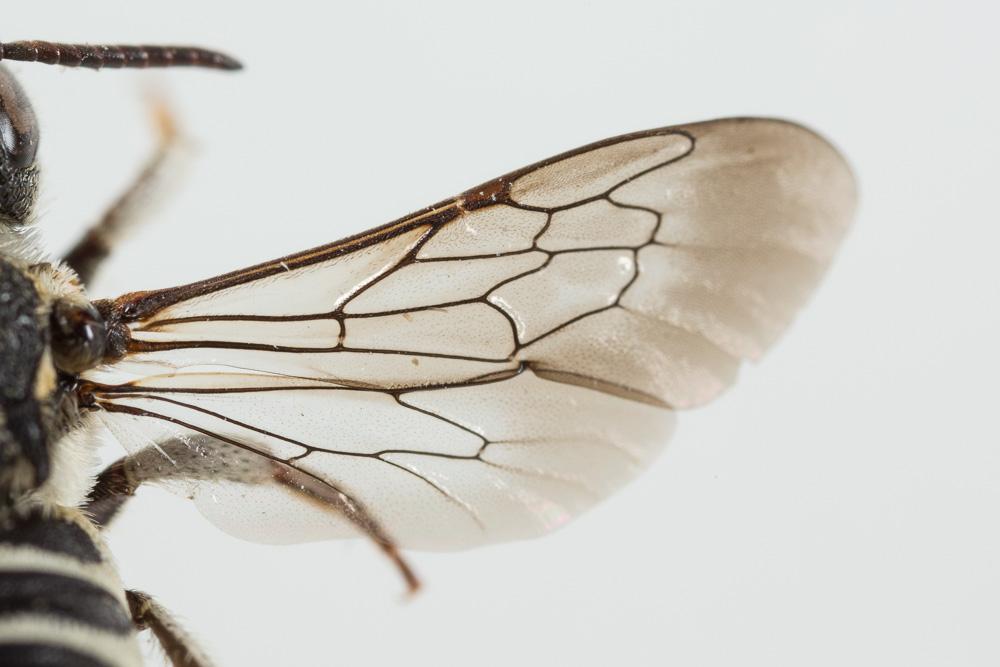  Coelioxys obtusa Pérez, 1884