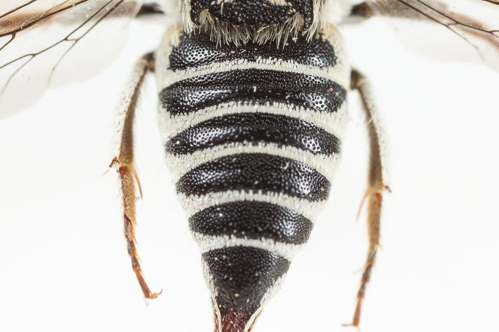  Coelioxys obtusa Pérez, 1884