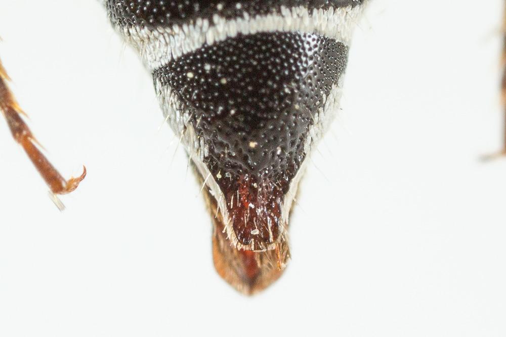 Coelioxys obtusa Pérez, 1884