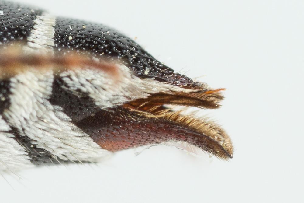  Coelioxys obtusa Pérez, 1884
