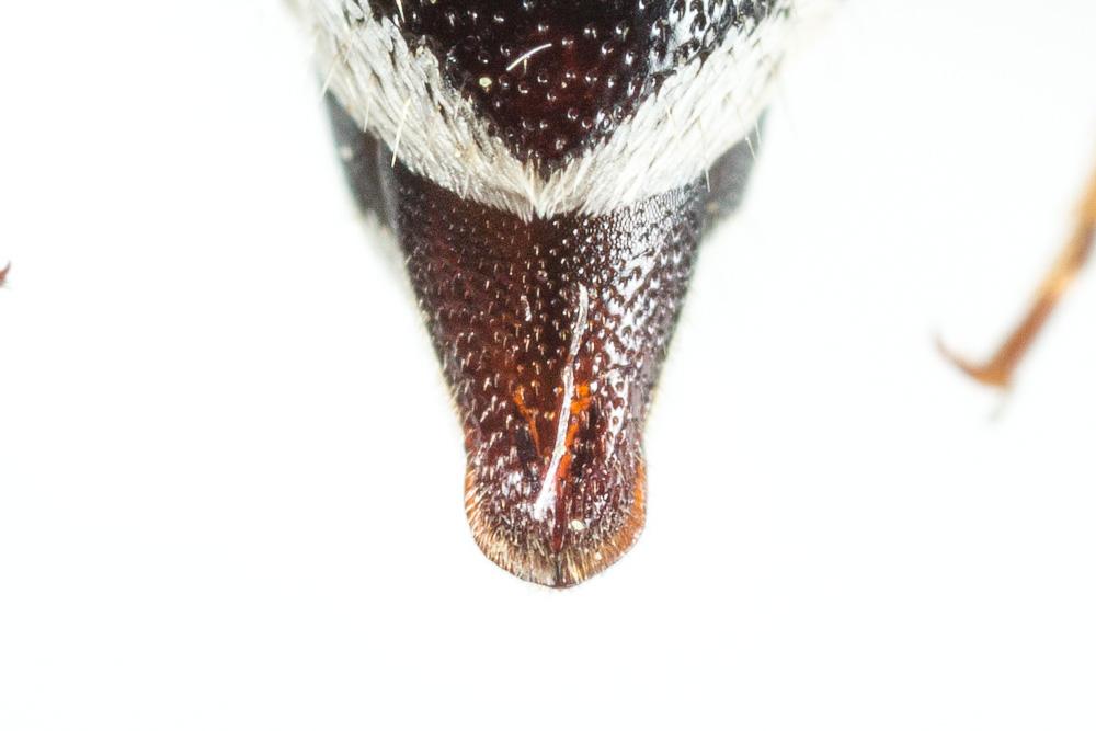  Coelioxys obtusa Pérez, 1884