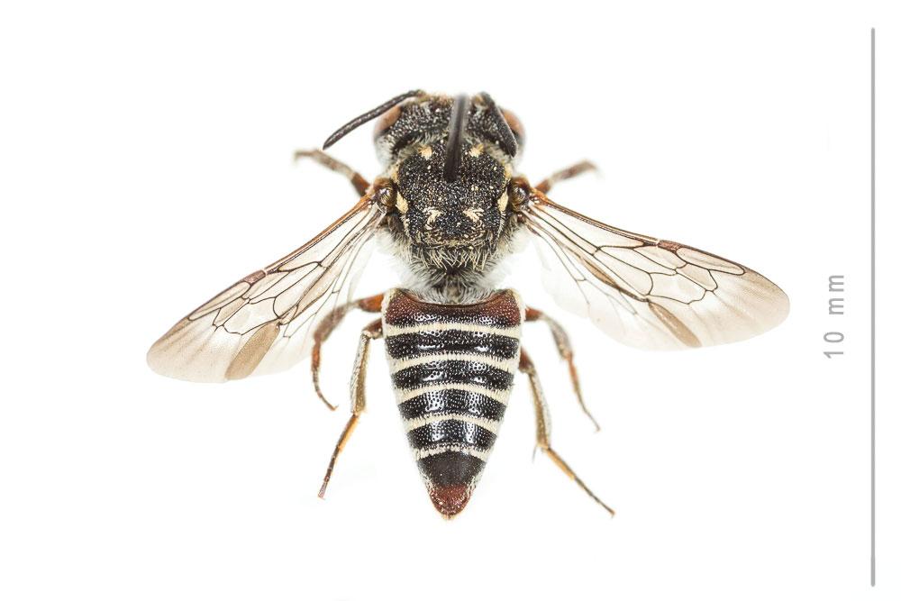  Coelioxys haemorrhoa Förster, 1853