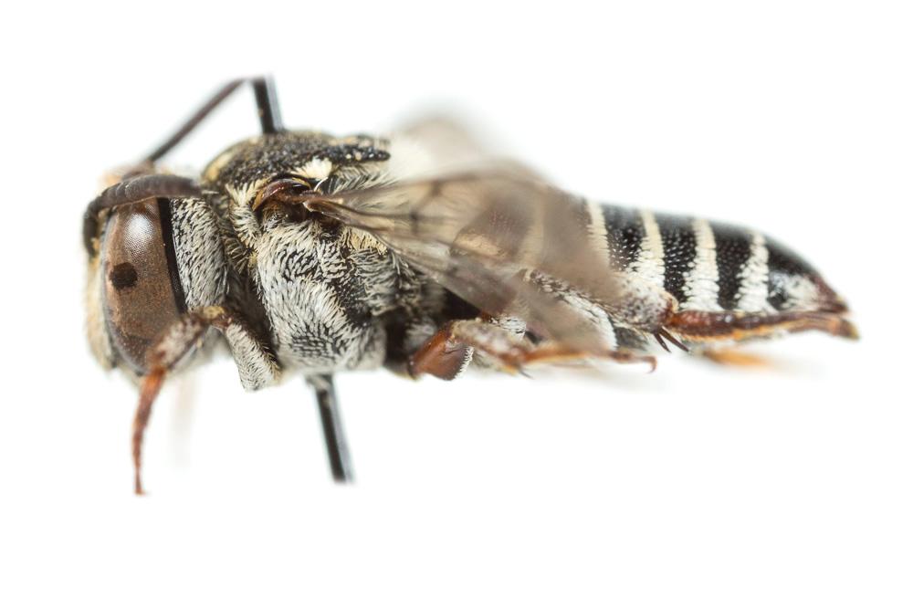  Coelioxys haemorrhoa Förster, 1853