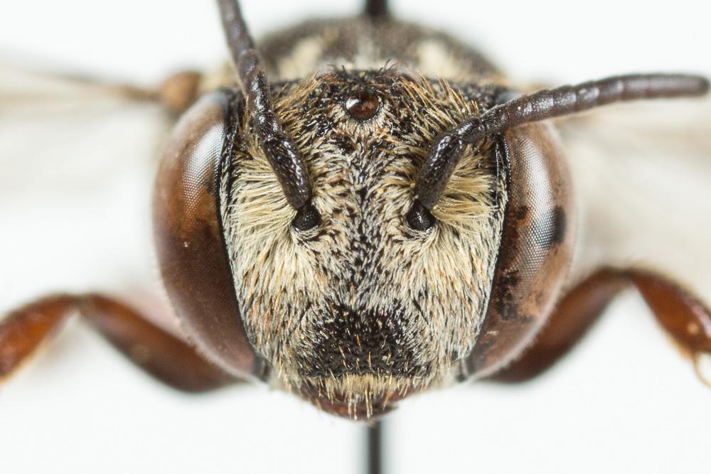  Coelioxys haemorrhoa Förster, 1853