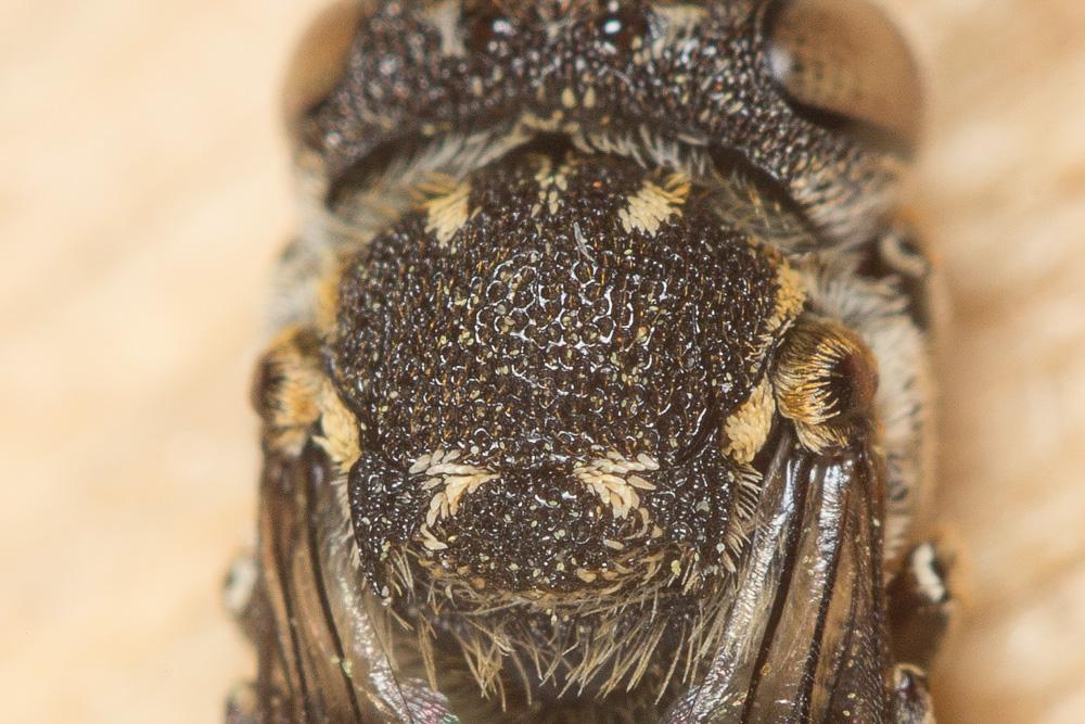 Coelioxys haemorrhoa Förster, 1853