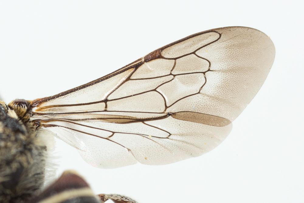  Coelioxys haemorrhoa Förster, 1853