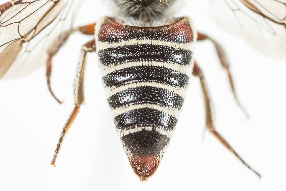Coelioxys haemorrhoa Förster, 1853
