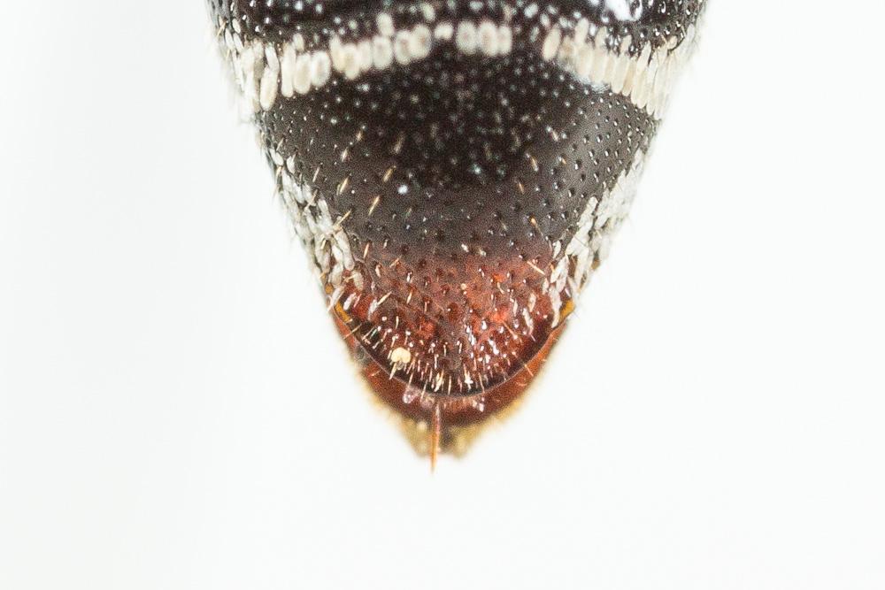 Coelioxys haemorrhoa Förster, 1853