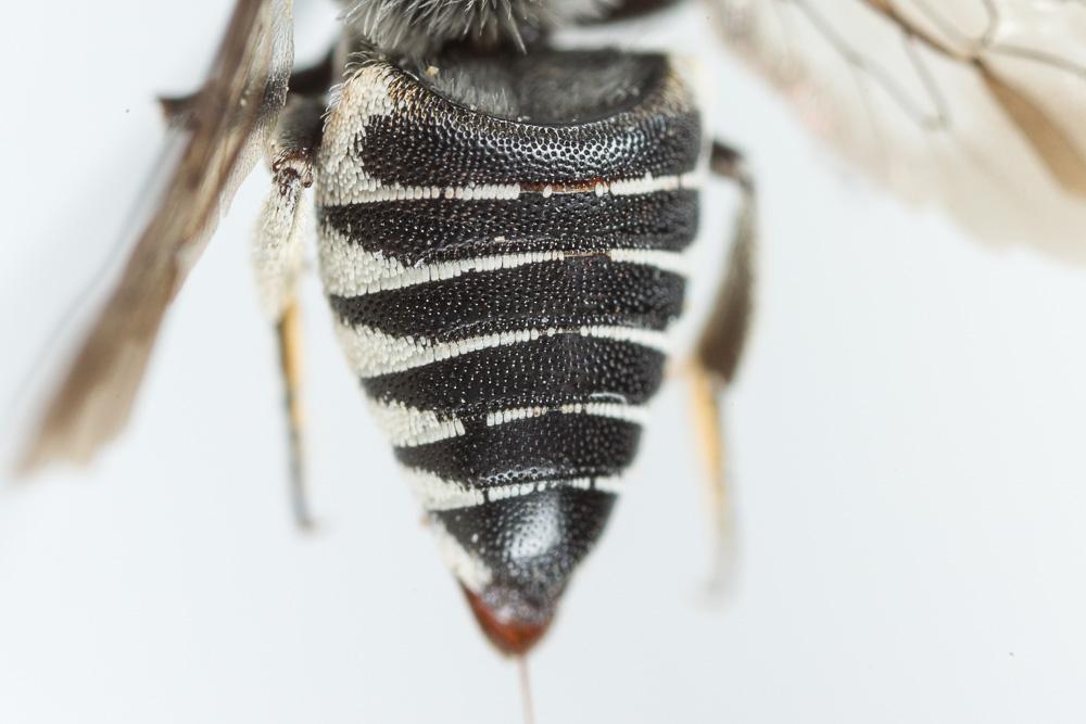 Coelioxys afra Lepeletier, 1841