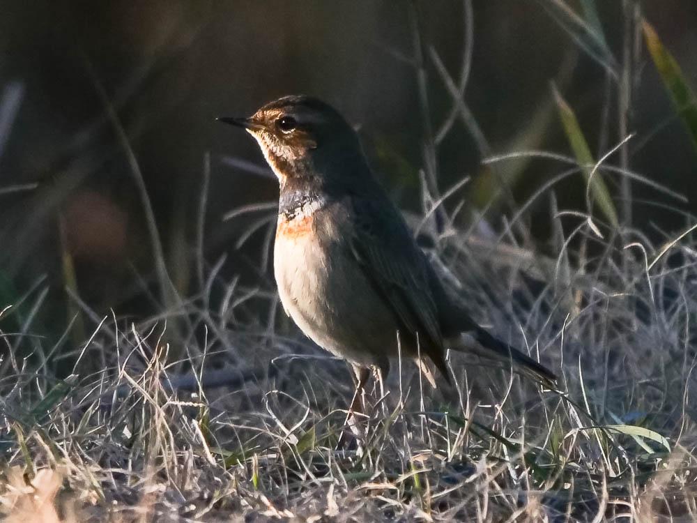 Luscinia svecica svecica (Linnaeus, 1758)