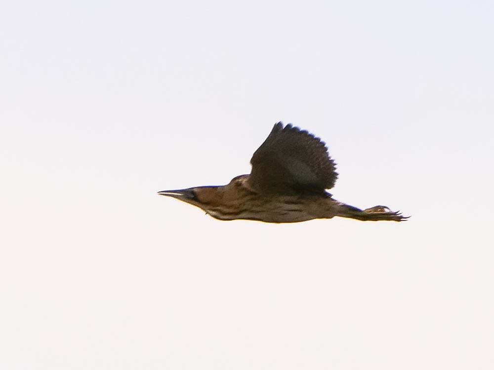 Butor étoilé Botaurus stellaris (Linnaeus, 1758)