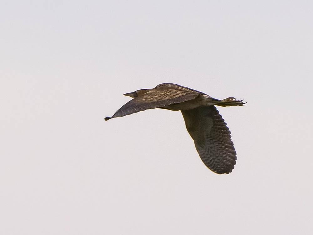 Butor étoilé Botaurus stellaris (Linnaeus, 1758)