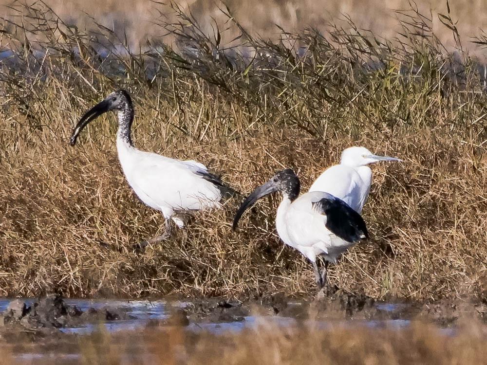Ibis sacré Threskiornis aethiopicus (Latham, 1790)