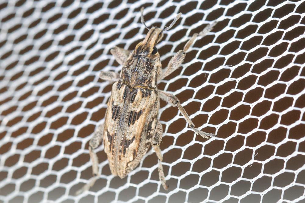Cléone excorié Coniocleonus excoriatus (Gyllenhal, 1834)
