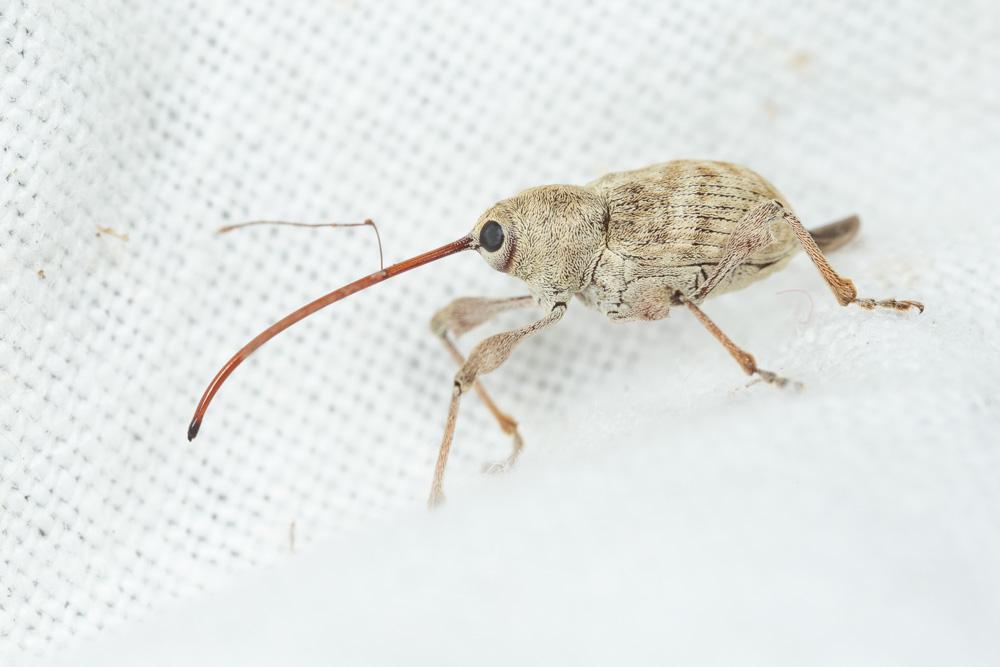 Balamin éléphant Curculio elephas (Gyllenhal, 1835)