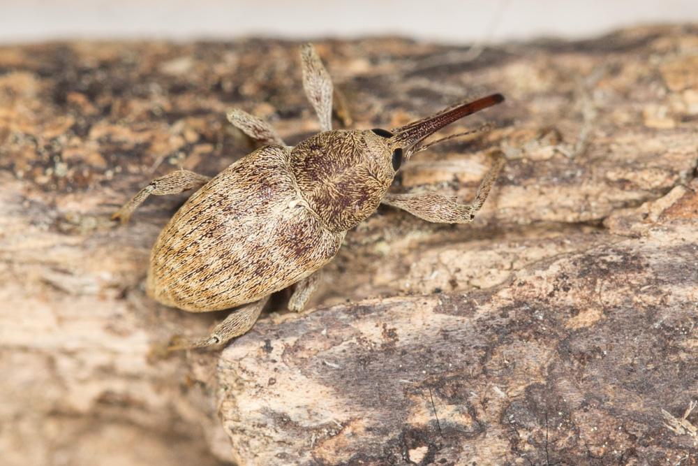 Curculio venosus (Gravenhorst, 1807)
