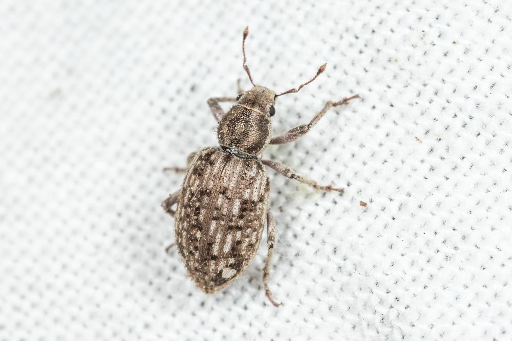  Cycloderes canescens (Rossi, 1792)
