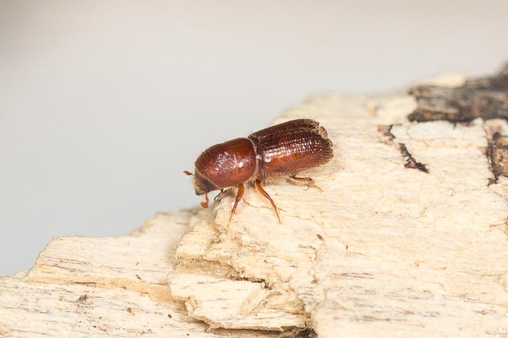  Ips typographus (Linnaeus, 1758)