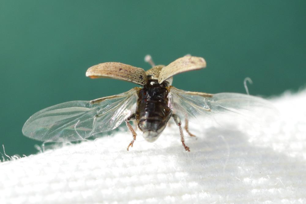 Tychius Germar, 1817