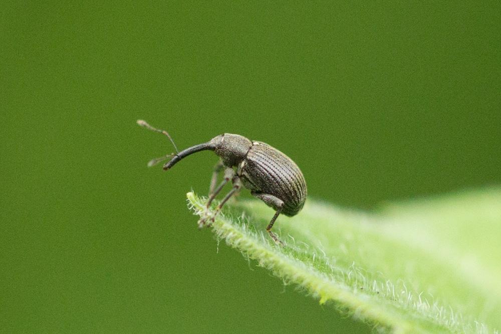 Anthonomus rubi (Herbst, 1795)