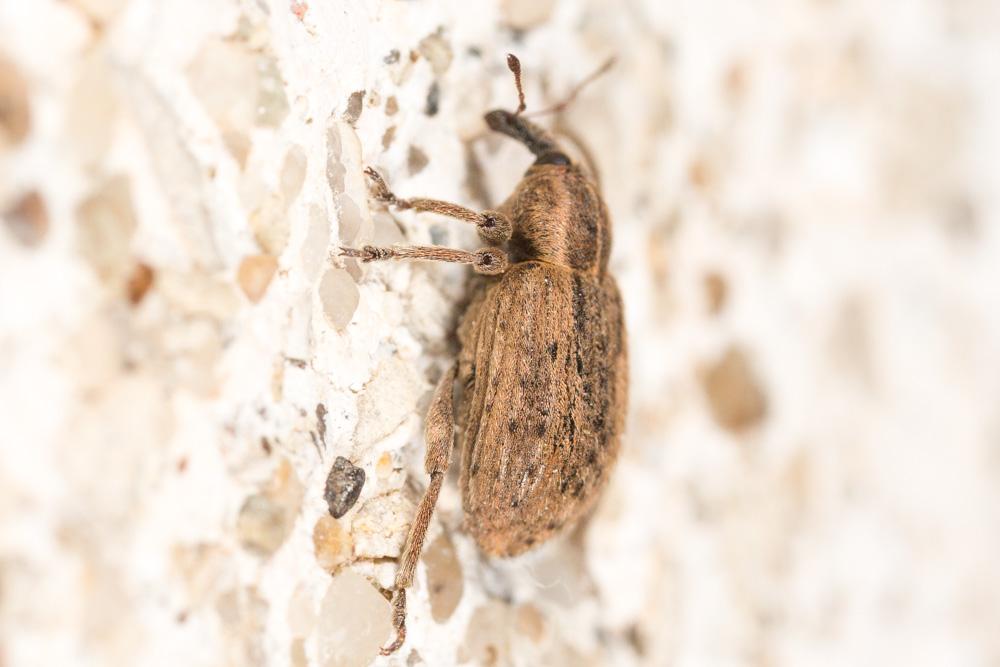 Hypera postica (Gyllenhal, 1813)