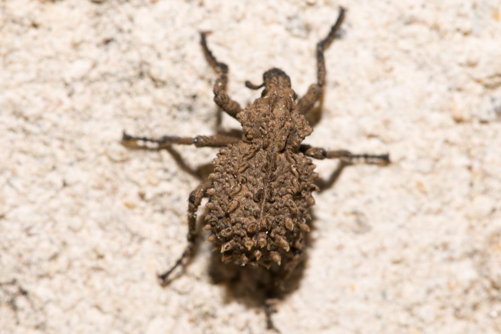 Brachycère muriqué Brachycerus muricatus Olivier, 1790