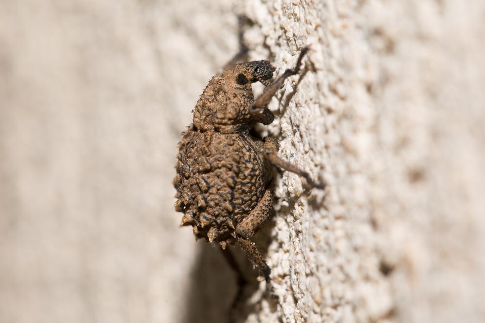 Brachycère muriqué Brachycerus muricatus Olivier, 1790