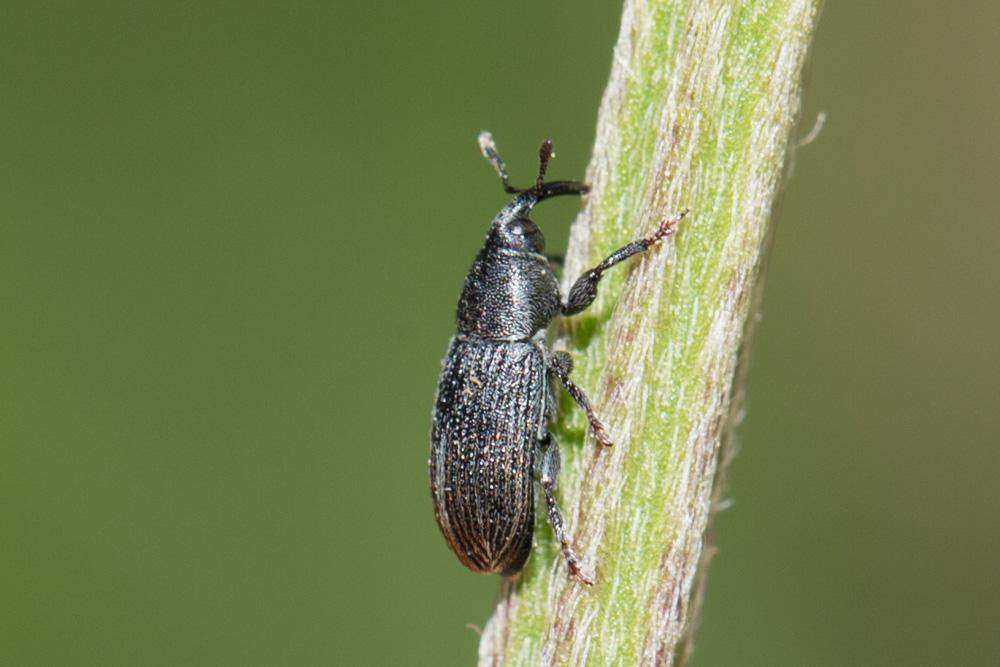  Mecinus pyraster (Herbst, 1795)