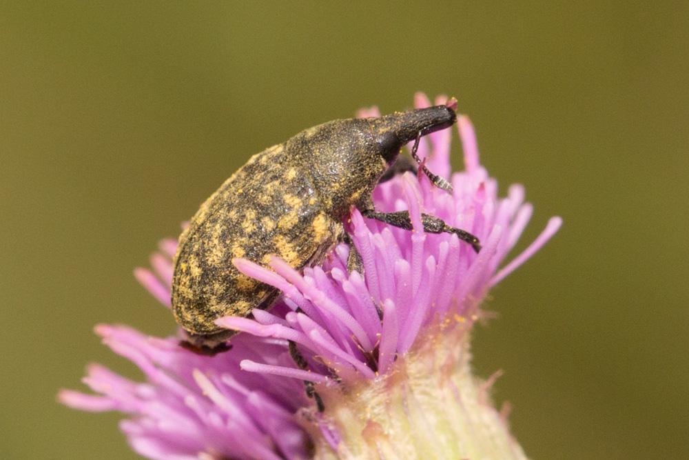  Larinus turbinatus Gyllenhal, 1835