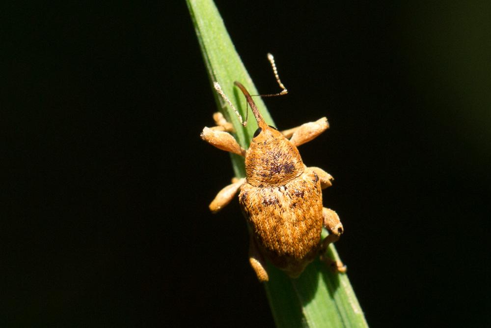  Curculio venosus (Gravenhorst, 1807)