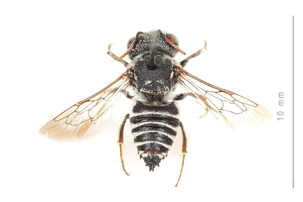 Coelioxys obtusa Pérez, 1884