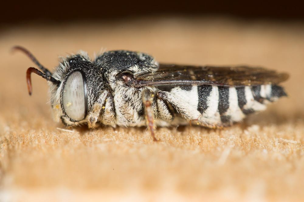 Coelioxys obtusa Pérez, 1884