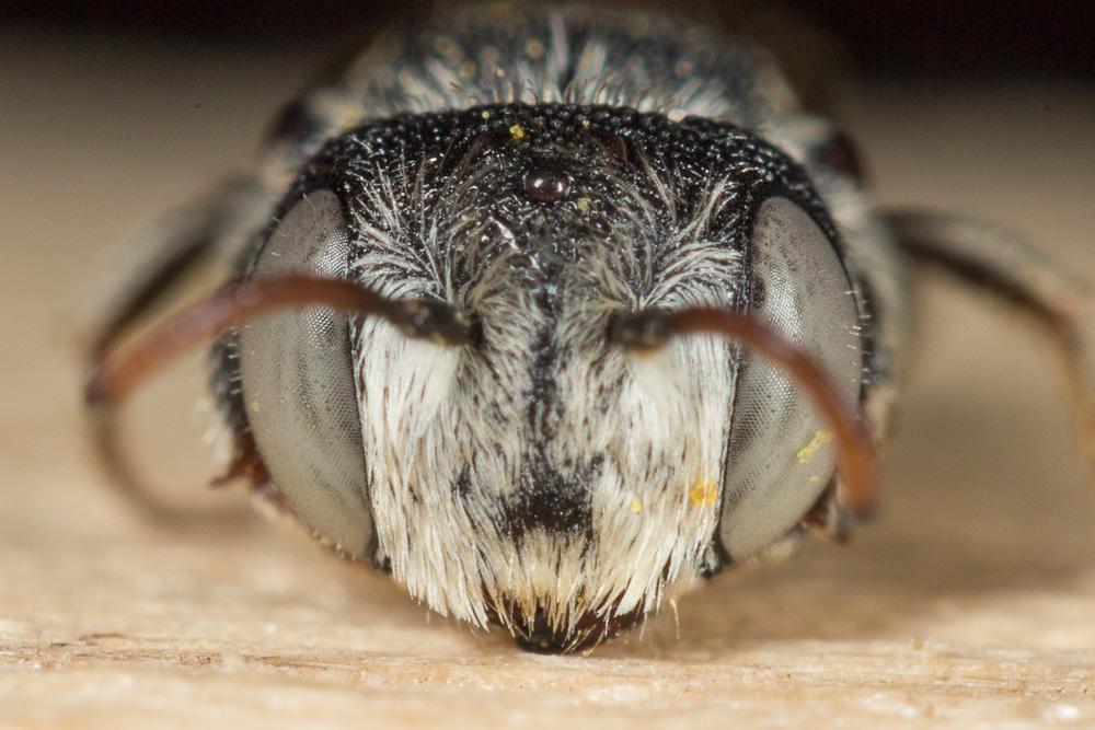  Coelioxys obtusa Pérez, 1884