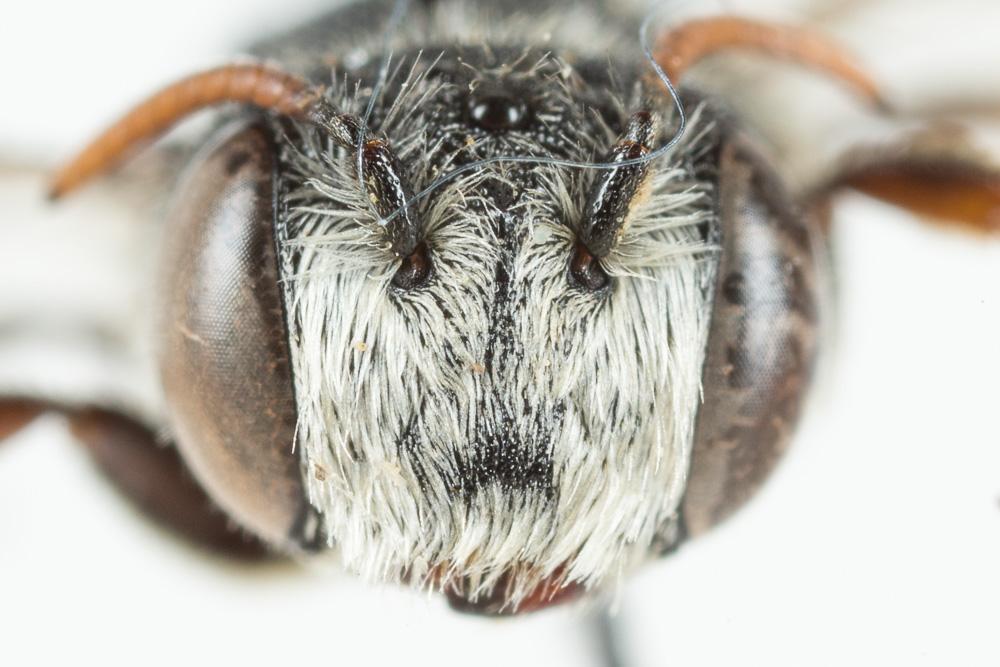  Coelioxys obtusa Pérez, 1884