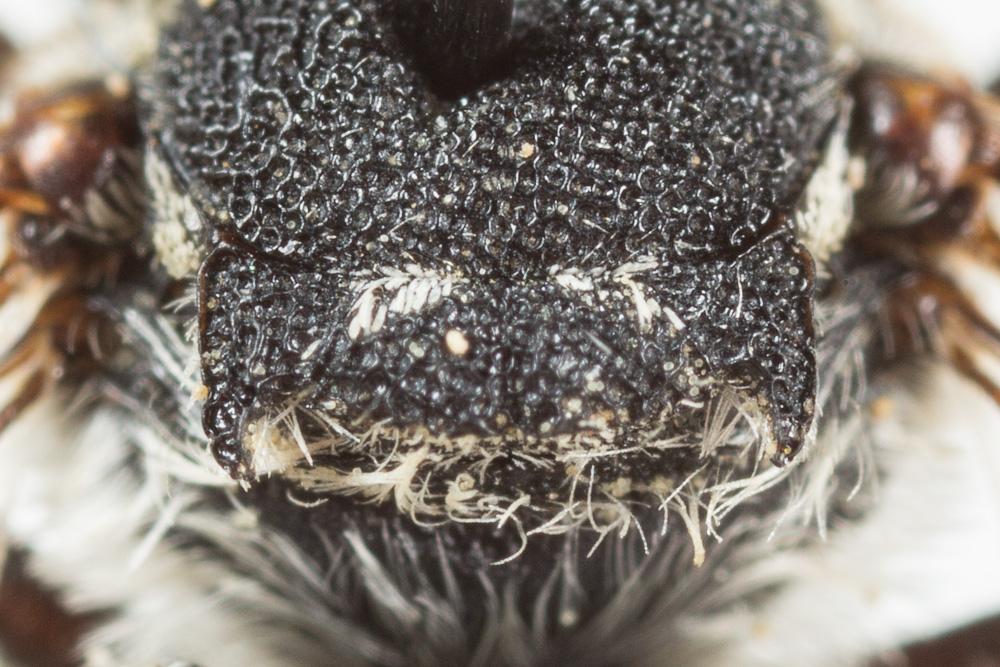  Coelioxys obtusa Pérez, 1884