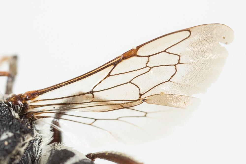  Coelioxys obtusa Pérez, 1884
