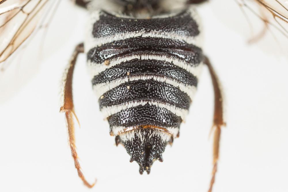  Coelioxys obtusa Pérez, 1884