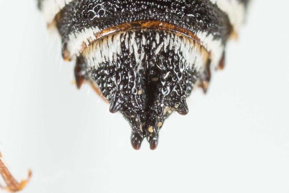 Coelioxys obtusa Pérez, 1884
